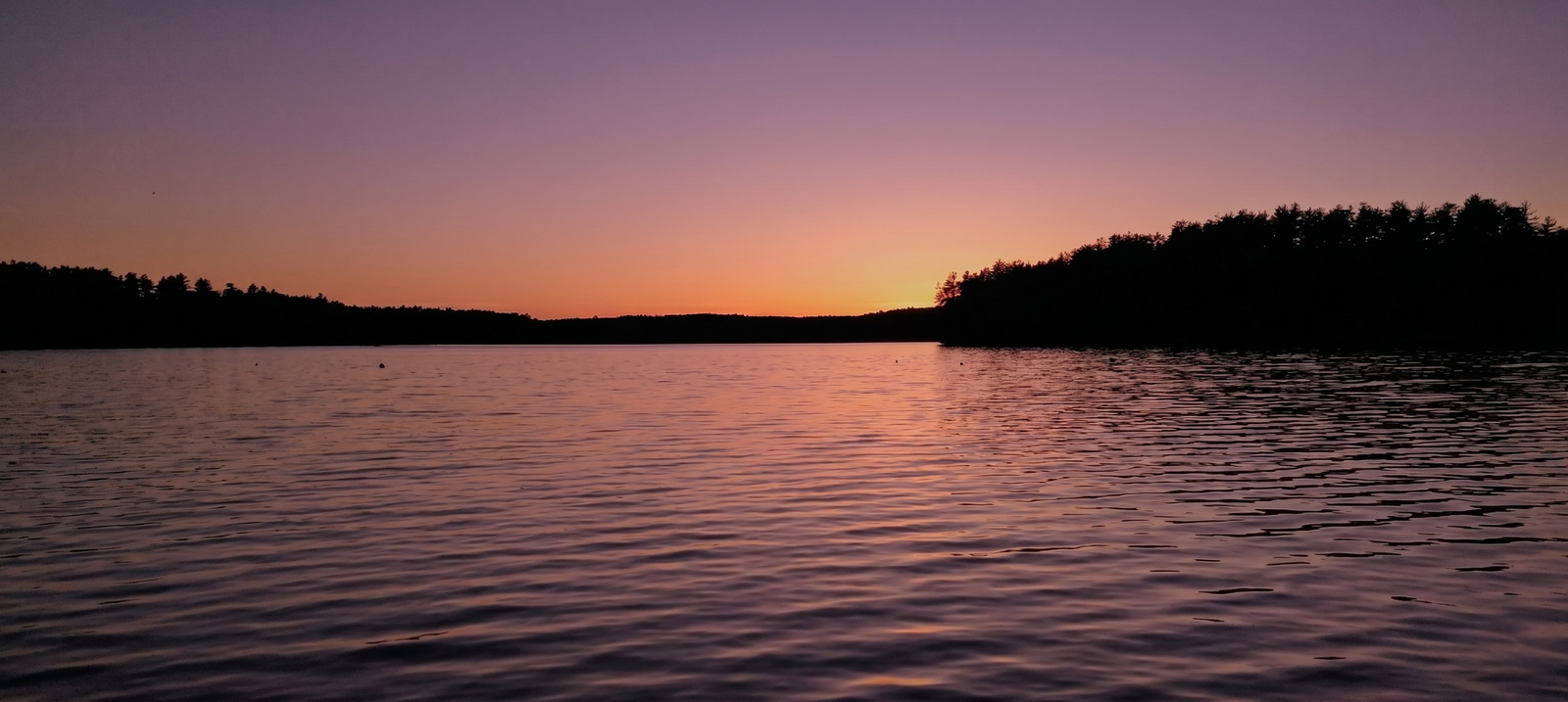 loons-of-new-hampshire